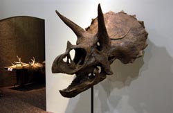 Tricertops Skull