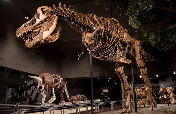 Museum of the Rockies, Bozeman