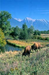 National Bison Range