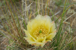 Prickly pear