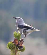 Clark’s Nutcracker Clark’s Nutcracker