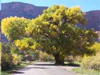 Cottonwood Cottonwood
