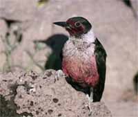Lewis’s Woodpecker Lewis’s Woodpecker