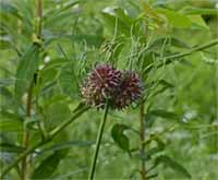 Wild Onion Wild Onion