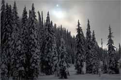 Along the Nez Perce National Historic Trail Lolo Pass, Montana. US Forest Service photo, by Roger Peterson