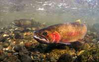 Cutthroat Trout Cutthroat Trout