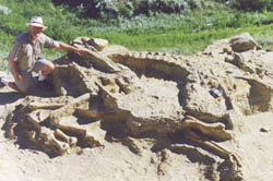 Dinosaur excavation