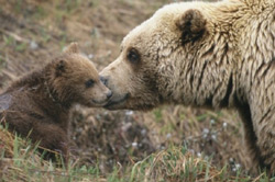 Grizzly bear cub