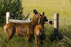 Fawns, photo provided courtesy of Jaime and Lisa Johnson