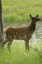 Elk cow