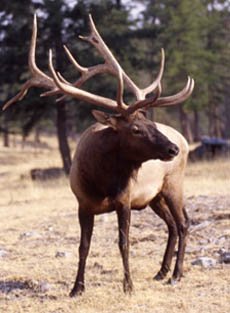 Elk