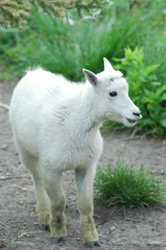 Mountain goat kid