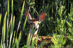 Whitetail deer