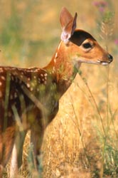 Whitetail deer fawn