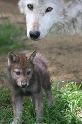an image of a wolf and cub.