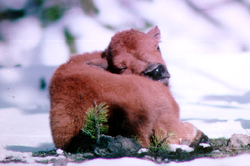 Bison Calf