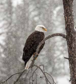 Bald eagle