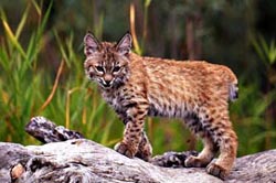 Bobcat kitten