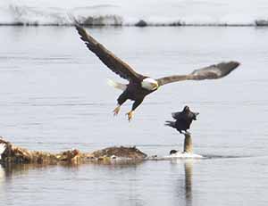 Bald eagle