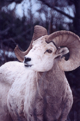 Bighorn Sheep Bighorn Sheep