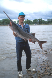 Paddlefish