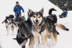 Dog sledding