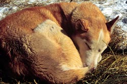 Sleeping sled dog.