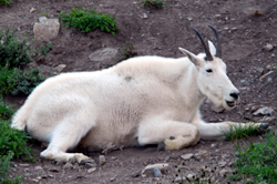 Mountain Goat at Glacier National Park