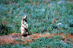 Greycliff prairie dog