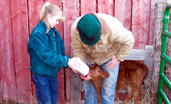 Feeding a calf