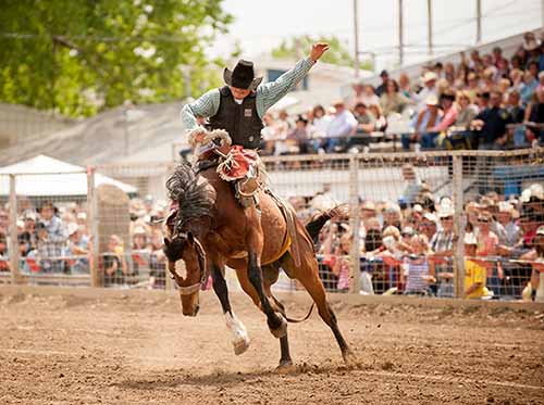 Cowboy riding a bucking bronco